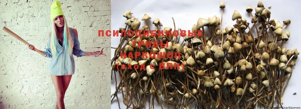 сатива Заводоуковск