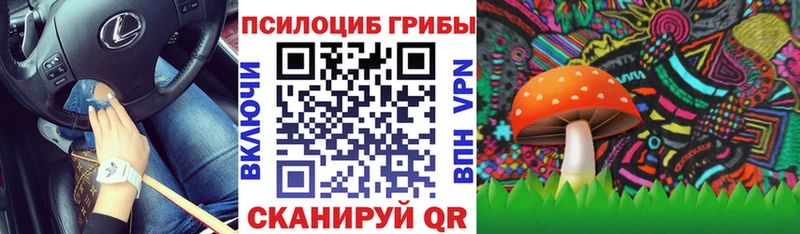 где купить   Каменногорск  Галлюциногенные грибы Psilocybe 